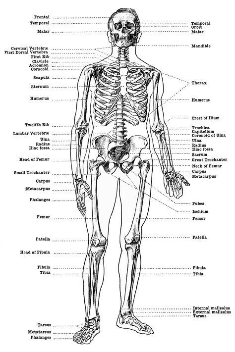 Labeled Skeletons ~ Karen's Whimsy Skeleton Front View, Human Skeleton Diagram, Human Skeleton Labeled, Skeleton Worksheet, Skeleton Labeled, Skeleton Diagram, Male Skeleton, Twenty Dollar Bill, Skeleton Anatomy