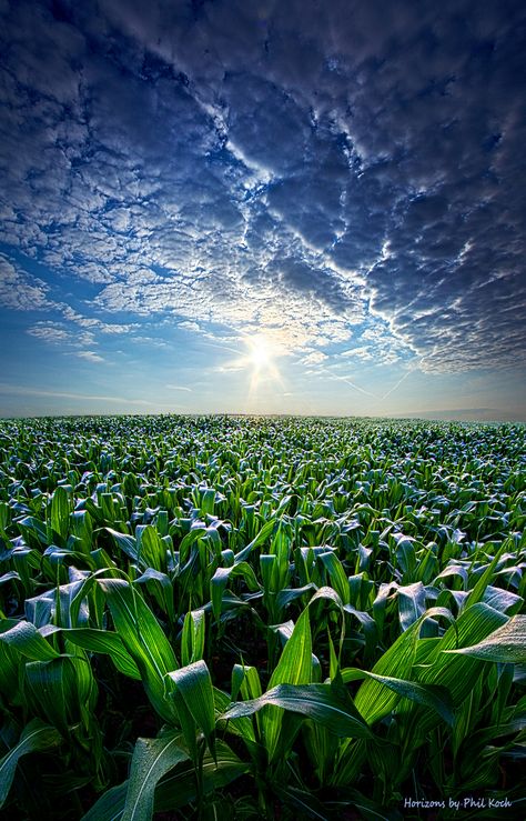 Knee High in July Agriculture Photography, Milwaukee Wisconsin, Landscape Drawings, Landscape Illustration, Cool Landscapes, Beautiful Sky, Landscape Wallpaper, Urban Landscape, Chicken Coop