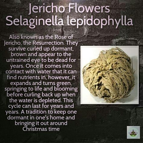 Jericho Rose Magic, Rose Of Jericho Magical Properties, Rose Of Jericho Spell, Rose Of Jericho Magic, Rose Of Jericho Plant, Jericho Flower, Pagan Garden, Witch Plants, Jericho Rose