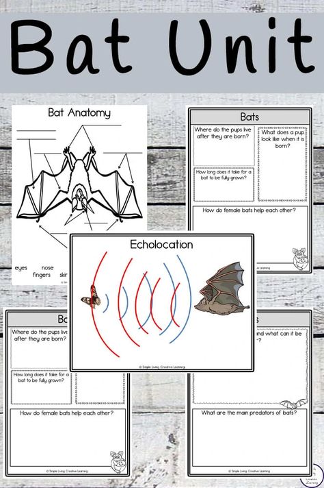 Bat Unit First Grade, Bat Treats For Kids, Bat Activities For First Grade, Bats Homeschool, Bat Worksheets, Bat Facts For Kids, Bats Unit Study, Bat Lessons, Bats Science