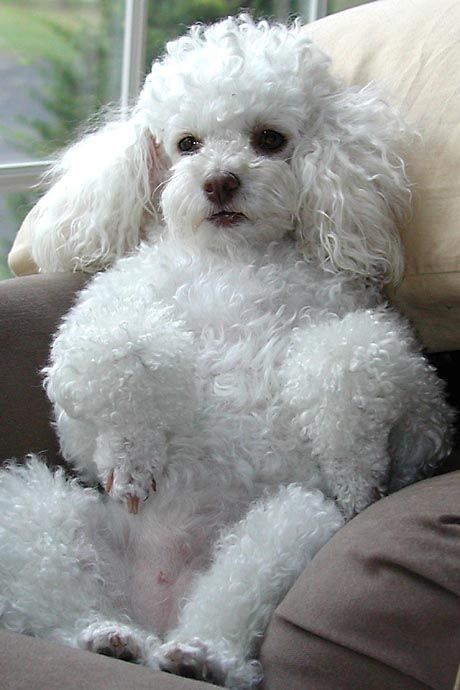 The most charming dogs in the world!: Miniature Poodle Anjing Poodle, Miniature Poodles, Poodle Cuts, French Poodle, Poodle Grooming, Toy Poodles, Poodle Love, Standard Poodles, Miniature Poodle