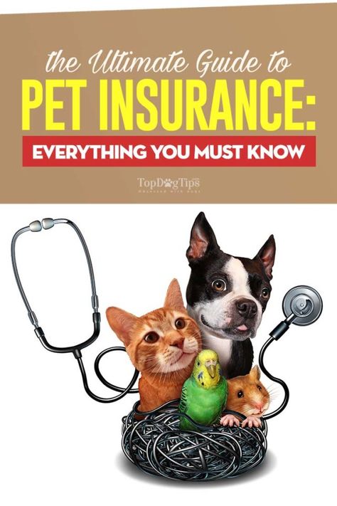 Pet Insurance Dogs, Cat Illnesses, Dog Insurance, Pet Businesses, Health And Happiness, Pet Insurance, Healthy Pets, Dog Health, Pet Products