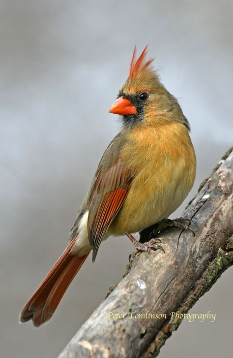 Cardinals Tattoo, Cardinal Photography, Cardinals Birds, Female Cardinal, Cardinal Painting, Hope Is The Thing With Feathers, Cardinal Birds, Emily Dickinson, Pet Photography