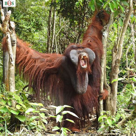 🌿🦧 Male orangutans with flanges are truly impressive. And it turns out, female orangutans think so too, as a recent study has revealed.… | Instagram Male Orangutan, Fantastic Beasts, Instagram Profile, Pokemon, Turn Ons, Instagram Photos, Photo And Video, Instagram Photo, Animals