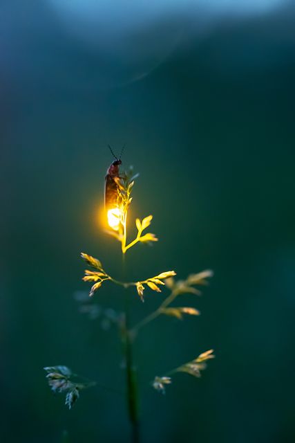 Kajv Firefly Photography, Macro Fotografia, Crazy Nature, Quotes Light, Crafts Animals, Aesthetic Forest, Chasing Fireflies, Animals Pictures, Photography Makeup