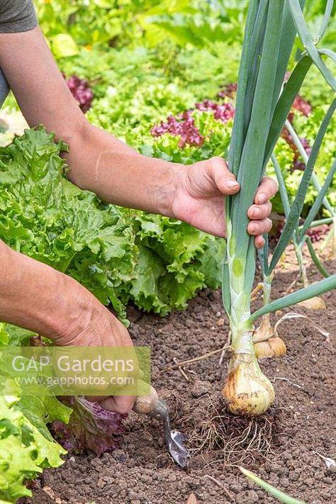 Woman harvesting Onion 'Stuttgarter Giant' Growing Onions, Plant Photography, Grow Your Own, Onions, Planting, Garden Plants, Soil, Gap, Stock Photos