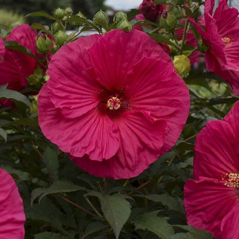 Hibiscus SUMMERIFIC® Summer in Paradise Mallow Plant, Rose Mallow, Deer Resistant Perennials, Endless Summer Hydrangea, Hardy Hibiscus, Hibiscus Plant, Red Bud, Paradise Garden, Marriage Party