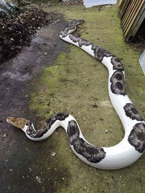 Reticulated Python, Pretty Snakes, Albino Animals, Cute Reptiles, Cute Snake, Pet Snake, Beautiful Snakes, Reptile Snakes, Most Beautiful Animals