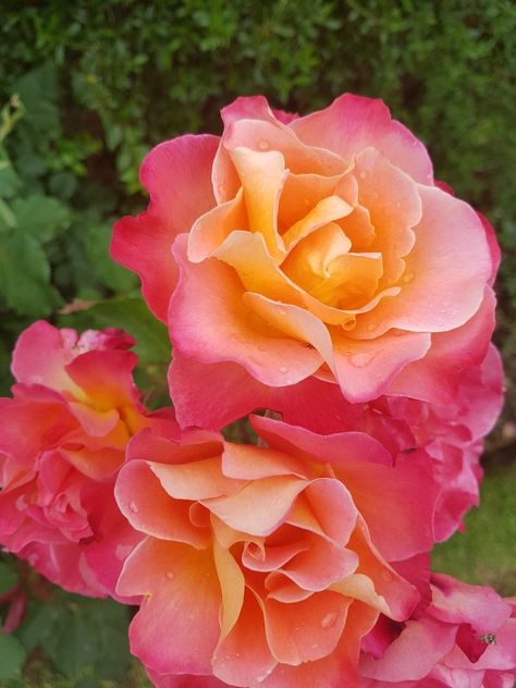 Beautiful pink/yellow rose Plant Sketchbook, Yellow Shrubs, Yellow Magnolia, Yellow And Pink Roses, Fleurs Art Nouveau, Yellow And Pink Flowers, Pink Yellow Flowers, Pink And Yellow Flowers, Mud Bath