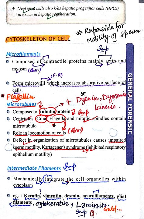 Cytoskeleton of Cell ... #Microfilaments #Microtubules #Intermediate filaments #Oval cells Cytoskeleton Notes, Bio Notes, Animal Cells, Prokaryotic Cell, Learn Biology, Plant And Animal Cells, Basic Science, Study Biology, Typed Notes