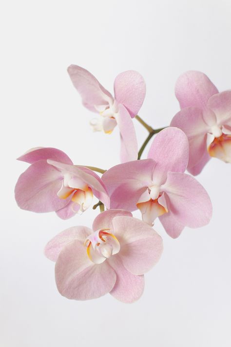 pink orchids close up Water Culture Orchids, Orchid Centerpieces Wedding, Orchid Flower Tattoos, Orchid Illustration, Orchid Wallpaper, Orchid Drawing, Repotting Orchids, Illustration Rose, Oncidium Orchids