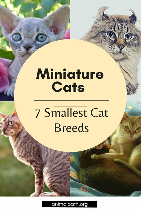 Fancy tiny cats? Find out the 7 smallest miniature cat breeds and their characteristics. #smallcatbreeds #miniaturecats #tinycats Small Cat Breeds, Exotic Cat Breeds, Bambino Cat, Cat Bread, Large Cat Breeds, Miniature Cat, Kitten Names, Munchkin Cat