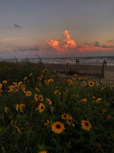 The Sun, The Beach, Sun, Flowers