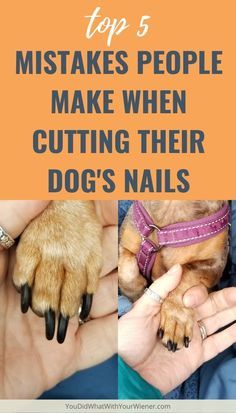 Dog Benadryl, Clipping Dog Nails, Cut Dog Nails, Dogs Nails, Trimming Dog Nails, Dog Grooming Diy, Dog Remedies, Dog Grooming Tips, Dog Health Tips