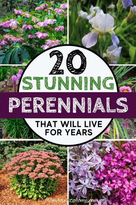 I have major gardening goals. So this list of beautiful perennial plants that live for a long time is coming at the perfect time. With all kinds of flowers, there's options for both full sun and shade gardens. #fromhousetohome #gardeningforbeginners Plants For Full Sun, Shade Flowers Perennial, Blooming Perennials, Perennial Garden Plans, Garden Perennials, Long Blooming Perennials, Garden Remedies, Shade Gardens, Full Sun Perennials