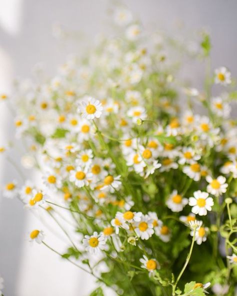 Feverfew Flower, Ontario Wildflowers, Daisy Leaves, Tiny Daisies, Floral Recipes, Yellow Wild Flowers, Common Wildflowers, Cosmic Design, July Flowers