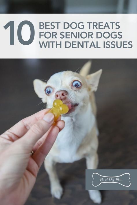 10 Best Dog Treats for Senior Dogs with Dental Issues | DIY Dog Treats | Homemade Dog Treats | Soft Dog Treats for Senior Dogs | Best Dog Treats, Gluten Free Dog Treats, Dog Treats Homemade, Soft Dog Treats, Dog Dental Treats, Pet Treats Recipes, Senior Dog Food Recipes, Dog Treats Homemade Easy, Natural Pet Care