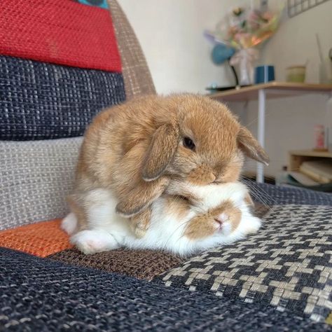 Cute Cuddly Animals, Mini Rex Bunnies, Mini Lop Bunny, Lionhead Bunny, Cutest Bunny Ever, Bunny Friends, Pet Rabbits, Bunny Aesthetic, Pet Bunny Rabbits