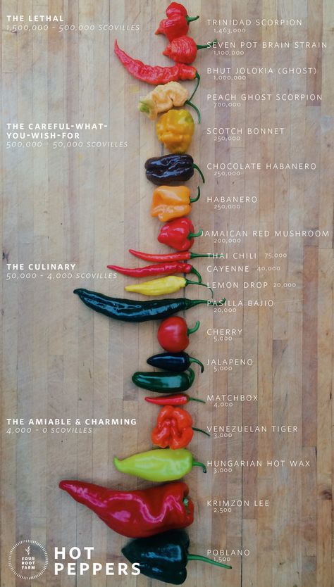 Types Of Peppers, Hot Pepper Seeds, Food Tool, Hot Sauce Recipes, Hot Peppers, Food Charts, Food Info, Food Facts, Allergy Free