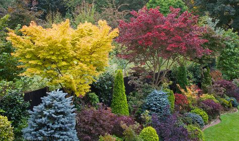 Acer palmatum 'Sango-kaku' and Acer palmatum 'Trompenburg' Japanese maples in autumn | Flickr - Photo Sharing! Japanese Maple Tree Landscape, Sango Kaku, Acer Garden, Maple Tree Landscape, Japanese Maple Garden, Conifer Garden, Conifers Garden, Japanese Style Garden, Small Japanese Garden