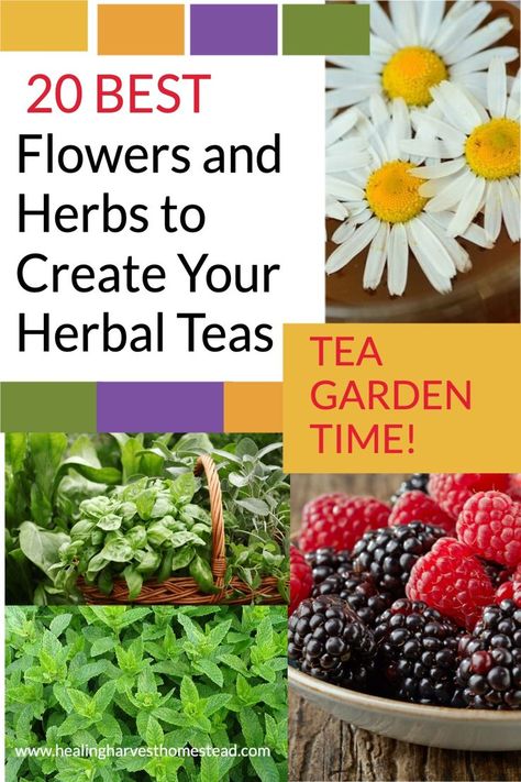 Love Herbs, Medicine Garden, Herbal Tea Garden, Herbs Plants, Best Herbal Tea, Medicinal Herbs Garden, Homemade Tea, Herb Gardening, Best Flowers