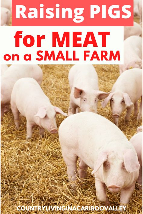 Raising Animals For Meat, Raising Meat Pigs, Cow Pens Ideas, Kune Kune Pigs For Meat, Raising Pigs For Meat Small Farm, Hog Pen Ideas How To Build, How To Build A Pig Pen, Raising Cows For Meat, Diy Pig Pen Ideas