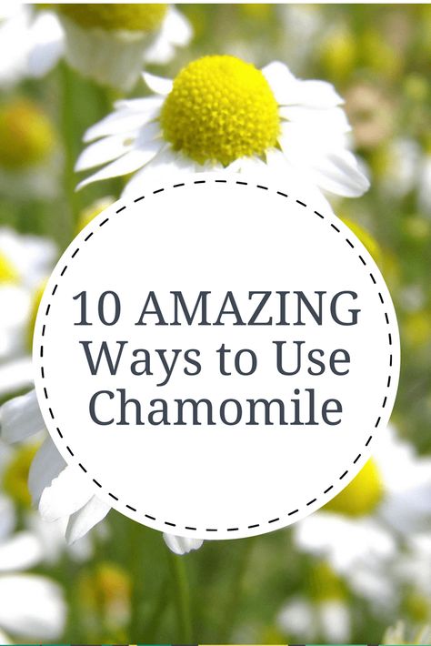 Chamomile is a potent herb with wonderful healing benefits. Learn 10 amazing things to do with chamomile in this quick post. Things To Fo, Cilantro Slaw, Healthy Steak, Whipped Coconut Oil, Chamomile Plant, Lavender Lotion, Gloss Eyeshadow, Best Lotion, Steak Tacos