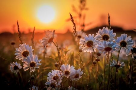 Daisies on Sun Shine - flowers, daisies, sunray, spring Spring Wallpaper Hd, Spring Desktop Wallpaper, Frühling Wallpaper, Daisy Background, Daisy Wallpaper, Spring Wallpaper, Sunset Wallpaper, Sunset Art, Sunset Photos