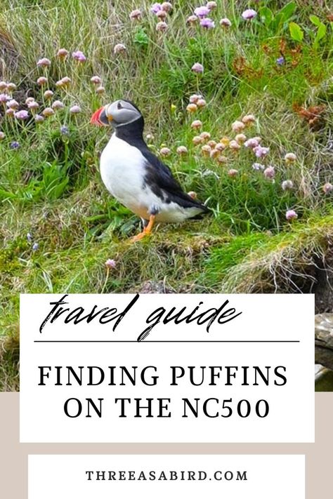 Puffin Cove offers a tranquil nature experience with beautiful scenery, however, it is not the most well known spot on the NC500 and could easily be missed, so this complete guide will help you find where Puffin Cove is and how you can see these amazing puffins. Puffin Cove | Scotland | Travel | Van Life | Motorhome | Campervan | NC500 | Wildlife Photography Tranquil Nature, North Coast 500, Travel Van, North Coast, Soothing Sounds, Scotland Travel, Hidden Gem, Beautiful Scenery, Wildlife Photography