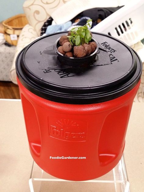 small hydroponic lettuce seedling in net pot coffee container planter foodie gardener Diy Hydroponic Garden, Homemade Hydroponic System, Indoor Hydroponic Gardening, Hydroponic Lettuce, Grow Lettuce, Aquaponics Greenhouse, Hydroponic Garden, Hydroponic Farming, Hydroponics Diy