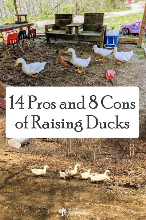 Ducks And Chickens Together, Duck Waterer, Ducks And Chickens, Keeping Ducks, Raising Meat Chickens, Chickens And Ducks, Types Of Ducks, Chicken Roost, Backyard Ducks