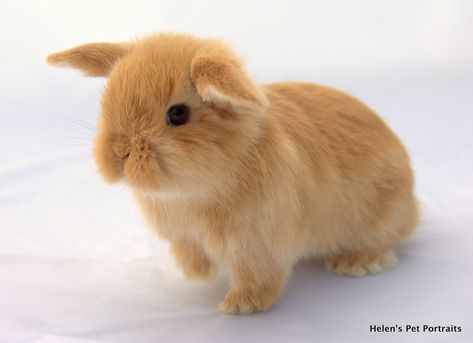 Orange coloured baby mini lop rabbits. Photographed at 6 weeks old. Mini Lop Bunnies, Mini Lop Rabbit, Lop Bunnies, Holland Lop Bunnies, Bunny Stuff, Rabbit Photos, Dog Artist, Mini Lop, Cute Bunny Pictures