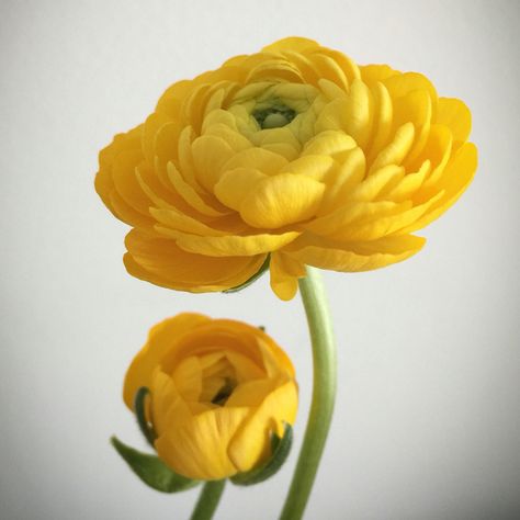 January Inspiration, Yellow Ranunculus, Italian Flowers, Persian Buttercup, Flower Simple, Lilies Of The Field, Wafer Paper Flowers, Ranunculus Flowers, Nursery Mural