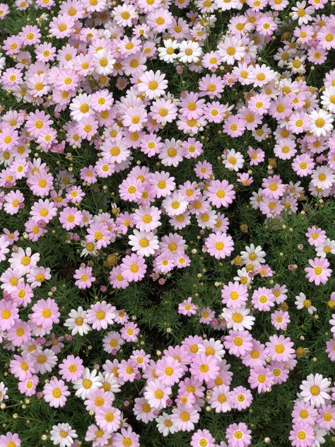 Sun Night, View Flower, Wallpaper View, Aesthetic Profile, Space Phone Wallpaper, Daisy Wallpaper, Love Aesthetic, Nothing But Flowers, Flower Therapy