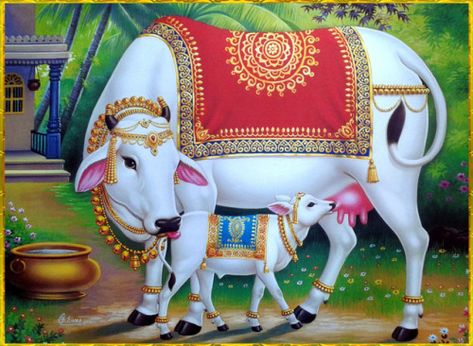 Kamadhenu Pichwai Painting, Kamadenu Cow Images, Krishna With Cow Paintings, Kamdhenu Painting, Kamdhenu Cow Painting, Radha Krishna With Cow, Cow With Calf, साईं बाबा, Cow Photography