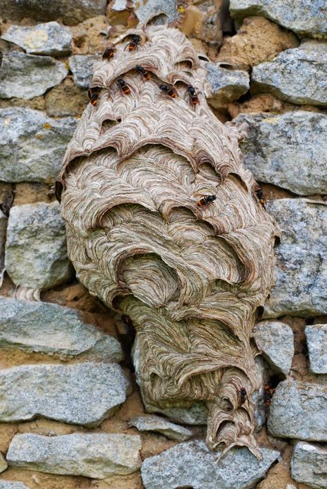 Hornet Nest, Hornets Nest, Art Drawings Sketches Creative, Zoology, Hornet, Bee Hive, Art Drawings Sketches, Drawing Sketches, Lion Sculpture