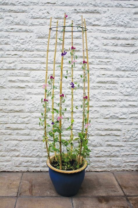 Diy Garden Trellis, Trellis Plants, The Secret Garden, Sweet Peas, Vegetable Garden Design, Plant Supports, Deco Floral, Garden Trellis, Climbing Plants