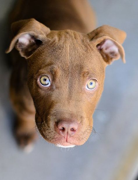 Do you ever call your dog “baby”? A new scientific study from Japan suggests staring into those puppy dog eyes could be why. Puppy Dog Eyes, Best Dog Breeds, Pitbull Puppies, Dog Eyes, Pitbull Dog, Terrier Dog, Pitbull Terrier, Beautiful Dogs, Bull Terrier