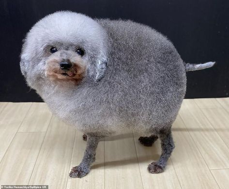 It's a sheepdog! Japanese poodle looks like a lamb thanks to its glorious fluffy fur  | Daily Mail Online Asian Dogs, Dog Haircut, Japanese Haircut, Poodle Haircut, Goofy Dog, Paw Cleaner, Dog Haircuts, Japanese Dogs, Pose For The Camera