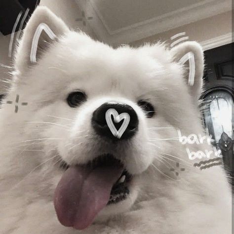 Cute Dog Wallpaper, Samoyed Puppy, Cute Dogs Images, Very Cute Puppies, Samoyed Dogs, Cute Small Animals, Cute Animals Puppies, Very Cute Dogs, Mia 3