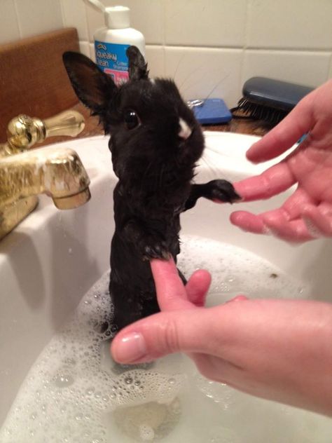 bathtime Somebunny Loves You, Animal Funny, Cute Critters, Sweet Animals, Animal Love, Love Animals, Cats Kittens, 귀여운 동물, Cuteness Overload