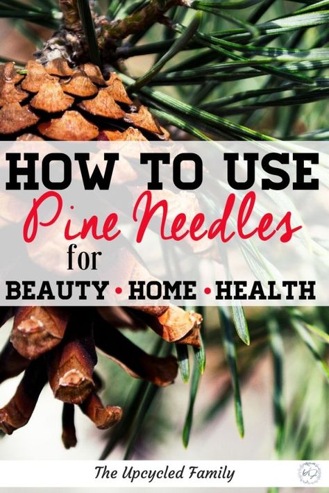 Benefits of Pine Needles + 4 ways to use them - The Upcycled Family Pine Needle Oil Benefits, Pine Needle Tea, Folk Medicine, Calendula Benefits, Herbs Garden, Loose Leaf Teas, Tea Health Benefits, Herbal Tinctures, Natural Health Care