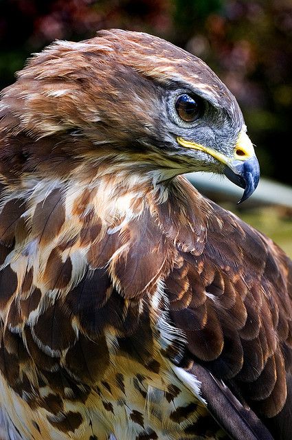 Hawk Wallpaper, Hawk Aesthetic, Common Buzzard, Hawk Photos, Wallpaper Animals, Raptors Bird, Tattoo Bird, Eagle Pictures, Bird Of Prey