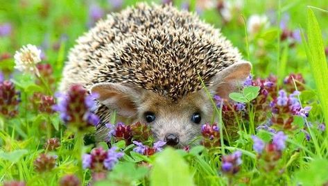 Long Eared Hedgehog, Hedgehog Pet, A Hedgehog, Cute Hedgehog, Sweet Animals, Animal Planet, Animal Photo, Beautiful Creatures, Beautiful Birds