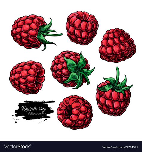 How To Draw Raspberries, Raspberry Drawing Simple, Drawing Raspberry, Raspberry Sketch, Berries Sketch, Berries Drawing, Raspberry Drawing, Raspberry Illustration, Berry Drawing