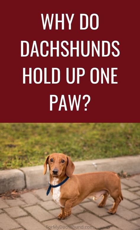 Fat Weiner Dog, Funny Dachshund Quotes, Minature Daschund Puppies, Daushound Puppies, Dauchand Puppy, Daushound Dogs, Dashhound Puppy, Dashund Dogs, Doxies Dachshund