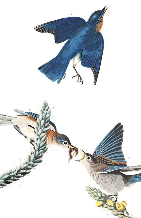 John James Audubon (1785-1851) Blauwe sialia (Blue-bird) - from "The Birds of America" by John James Audubon Audubon Prints, Birds Pictures, Audubon Birds, Bird Illustrations, Birds Nests, James Audubon, Birds Of America, Bird Poster, Illustration Botanique