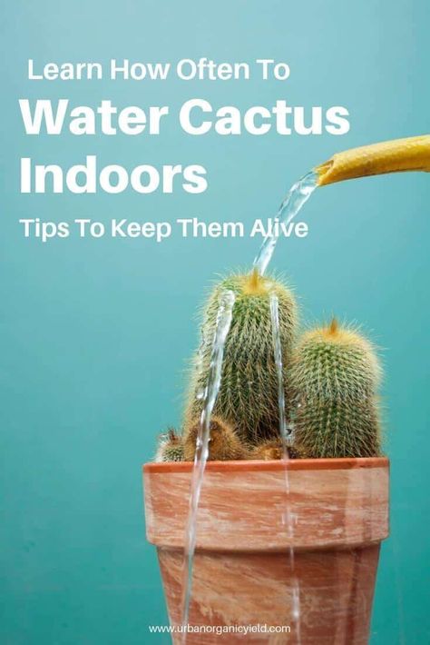 Have you ever wondered how to water cactus? Most people are at lost on how often you should really water these plants since they are known to survive in the desert. In this post, find out how often you should water cactus both indoors & outdoors as well as the other basics in watering them. How To Take Care Of Cactus Plants, Cactus Plants Outdoor, Side Landscaping, Cactus Indoors, Types Of Cactus Plants, Indoor Cactus Plants, Small Cactus Plants, How To Grow Cactus, Cactus House