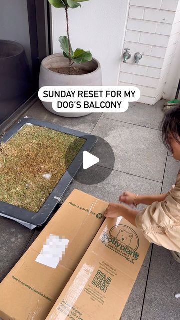 Apartment Dogs, Dog Toilet, Toilets, Balcony, Dogs, Plants, On Instagram, Instagram