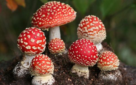 Mushroom Seeds, Mushroom Species, Poisonous Mushrooms, Red Mushrooms, Mushroom Wallpaper, Lichen Moss, Mushroom Pictures, Happy Farm, Slime Mould